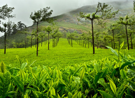 Best of Kerala with Spice Tour | 9 Days Holiday Package